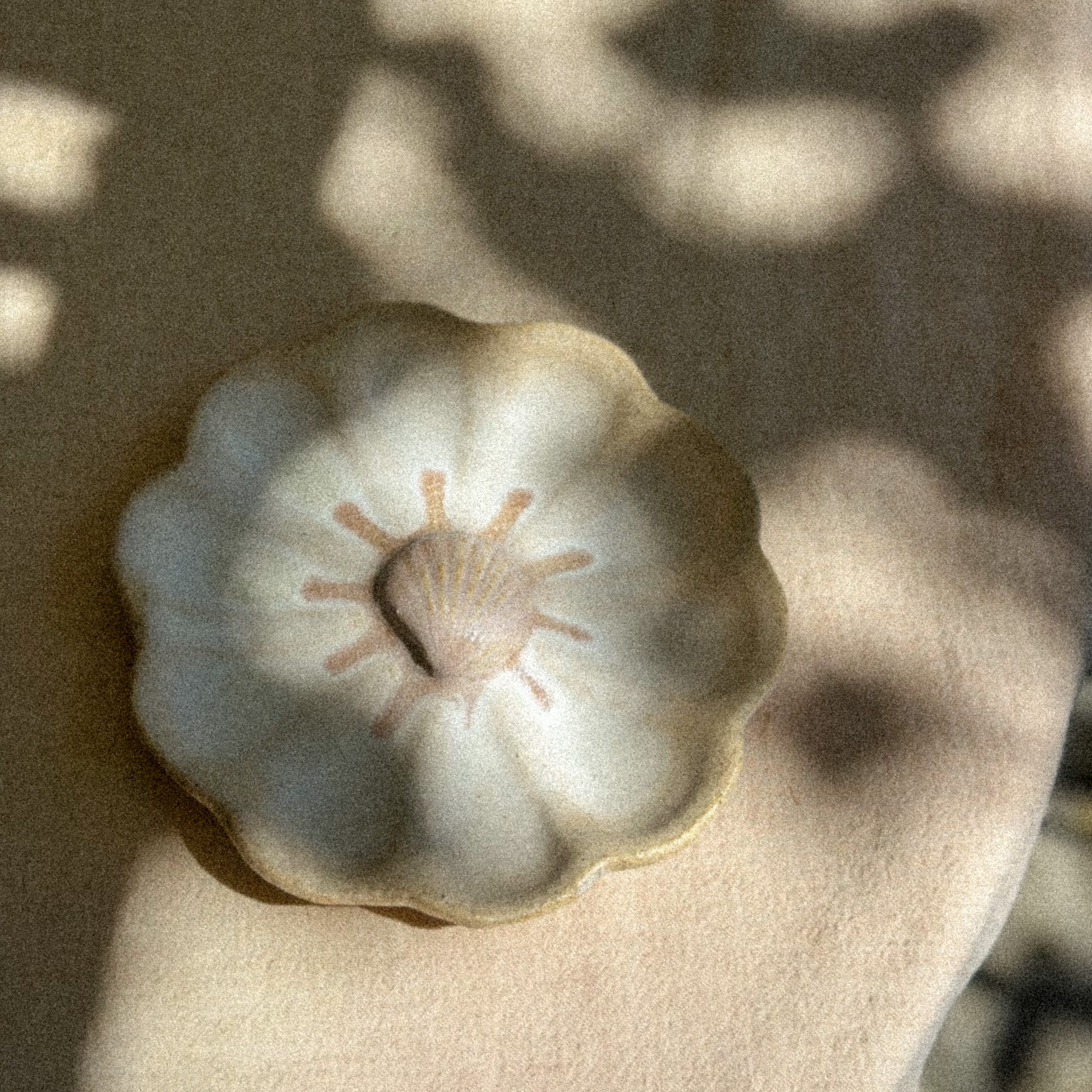 Coupelle « coquillage » 🐚